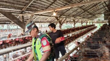 Babinsa posramil kuala pesisir komsos dengan peternak ayam petelur