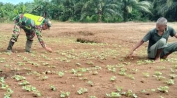 Babinsa Koramil 05/Darul Makmur Dorong Pemanfaatan Lahan Tidur untuk Ketahanan Pangan