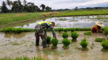 Semangat Babinsa Posramil Suka Makmue Sertu Dalkit Lubis Bantu petani cabut benih padi