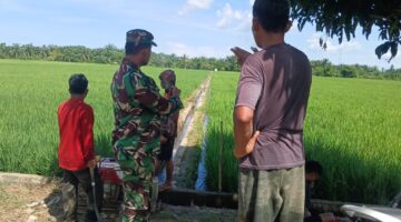 Babinsa Koramil 01/Kuala Dampingi Petani Padi dalam Masa Perawatan Tanaman
