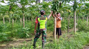 Babinsa Posramil Beutong Ateuh Banggalang Bantu Petani Merawat Kebun Pepaya di Wilayah Binaan