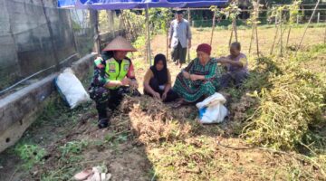 Babinsa Koramil 05/Darul Makmur Bantu Petani Panen Kacang Tanah di Desa Karang Anyar