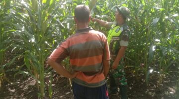 Babinsa Dampingi Petani Jagung dalam Perawatan Tanaman