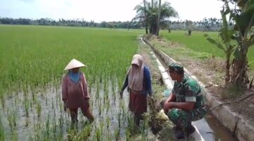 Babinsa Menyapa Petani di Sawah, Pantau Langsung Pertumbuhan Padi