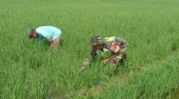 Babinsa Bantu Petani Merawat Padi di Sawah