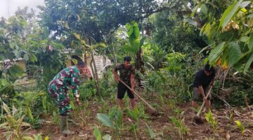 Babinsa Koramil 03/Parongil Dampingi Petani Rawat Kunyit dan Jahe, Perkuat Ketahanan Pangan dari Desa