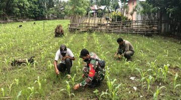 Babinsa Bantu Warga Merawat Tanaman Jagung