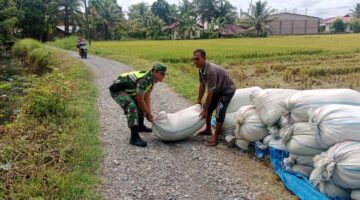 Babinsa Koramil 03 Senagan Timur Bantu Warga Membantu Dan Mengangkat Hasil Panen Padi Di Desa Binaan 