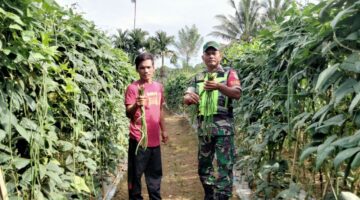 Bantu Panen Tanaman Kacang Panjang, Babinsa Dampingi Petani di Desa Binaan