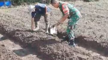 Babinsa Bantu Warga Olah Tanah Kebun, Dukung Program Pekarangan Pangan