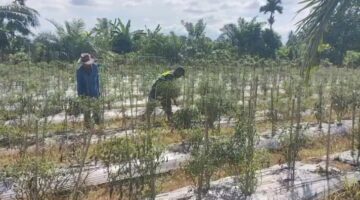 Babinsa bantu petani rawat tanaman cabe desa binaan