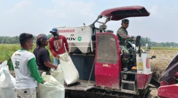 Dukung Ketahanan Pangan, Babinsa Koramil 02/TL Dampingi Panen Padi IR 32 di Lahan 600 Hektare Kualuh Hilir