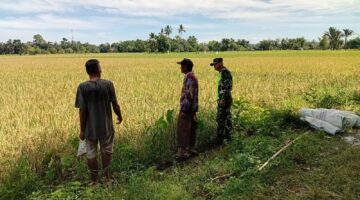 Babinsa Koramil 02/Seunagan Dampingi Petani Pantau Padi Yang Siap Panen Di Desa Binaan*