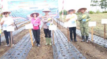 Dandim 0206/Dairi Hadiri Penanaman Bawang Putih Serentak, Dorong Swasembada Pangan Nasional