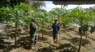 Babinsa Kunjungi Kebun Pepaya, Dampingi Petani Tingkatkan Hasil Panen