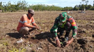 Wujudkan Ketahanan Pangan, Babinsa Posramil Beutong Ateuh Banggalang Bantu Petani Tanam Kacang Tanah