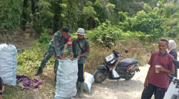 Babinsa Koramil Turun ke Ladang, Bantu Warga Panen Terong di Desa Neubok Yee PP