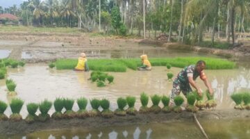 Selalu Ada Untuk Petani Babinsa Bantu Cabut Bibit Padi