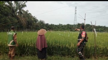 Babinsa Koramil 05 Darul Makmur Bersama PPL dan Petani Jaga Burung di Desa Krueng Alem