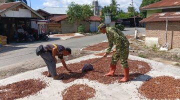 Tingkatkan Kualitas Babinsa Bantu Petani Jemur Biji kakao