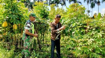 Bantu Panen Tanaman Kacang Panjang, Babinsa Dampingi Petani di Desa Binaan