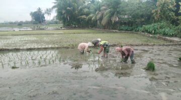 Sukseskan Swasembada Pangan Babinsa Laksanakan Pendampingan Penanaman Padi Kepada Petani