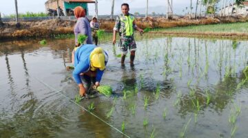 Dukung Swasembada Pangan Babinsa Bantu Petani Tanam Padi