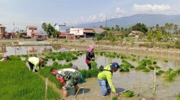 Wujudkan Swasembada Pangan Babinsa Bantu Petani Petani Cabut Bibit Padi