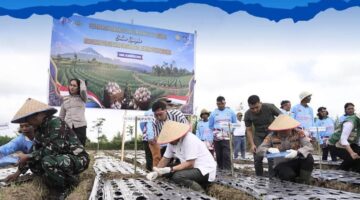 Penanaman Bawang Putih Serentak, Karo Dukung Swasembada Nasional