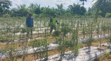 Babinsa bantu petani rawat tanaman cabe desa binaan   