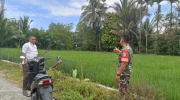 Pantau Perkembangan Padi Babinsa Koramil 03 Senagan Timur Cek Hasil Pertumbuhan Padi Di Desa Binaan 