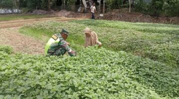 Babinsa Posramil Kuala pesisir Dampingi Petani Perawatan Tanaman Bayam
