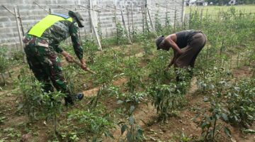 Babinsa Dampingi Petani, Wujudkan Ketahanan Pangan di Desa Karang Anyar Kec.Darul Makmur,Kab.Nagan Raya
