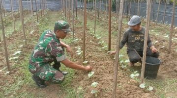 Babinsa Bantu Petani Sayur Rawat Tanaman Mentimun di Desa Suka Makmur