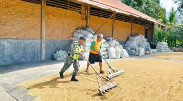 ‎‎Babinsa Koramil 05/lawe Alas Bantu Warga Jemur Jagung Pasca Panen