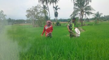 Terjun Langsung ke Sawah, Babinsa Bantu Petani Cabut Rumput