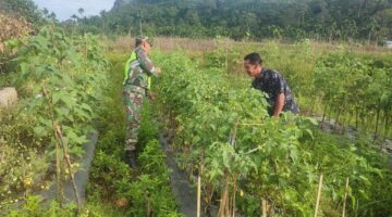 Babinsa Bantu Petani Dalam Perawatan Tanaman Tomat di Desa Binaan