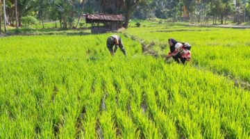 Babinsa Bersama Petani Cek Perkembangan Padi di Desa Binaan