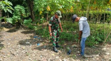 Cek Pertumbuhan Singkong Milik Warga, Babinsa Cot Girek Pantau Kondisi Tanaman