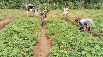 Babinsa Koramil 05 Darul Makmur Bersama PPL Bantu Petani Bersihkan Gulma pada Tanaman Kacang Tanah