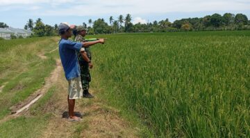 Padi Mulai Menghijau, Babinsa Dewantara Pantau Perkembangan Tanaman di Sawah Warga