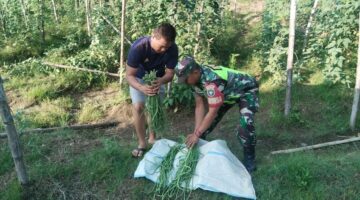 Bantu Panen Tanaman Kacang Panjang, Babinsa Dampingi dan Beri Suport Petani di Desa Binaan