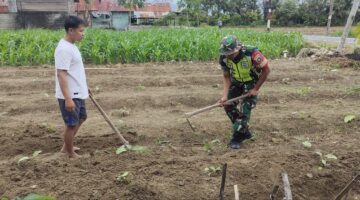 ‎Dampingi Petani Warga Desa Binaan Babinsa Bantu Pembersihan gulma Tanaman Terong