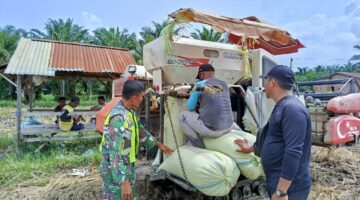 Babinsa Turun Sawah Laksanakan Pendampingan Kepada Petani Saat Panen Padi