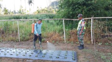 Tingkatkan Hasil Pertanian Babinsa Bantu Petani Semprot Tanaman Bawang